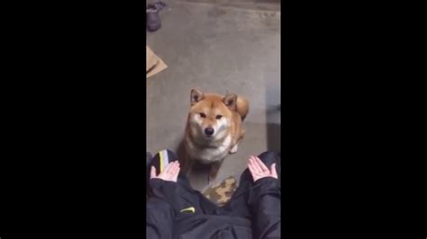 The Healing Power of Shibe and Magic Fingers: Case Studies and Success Stories
